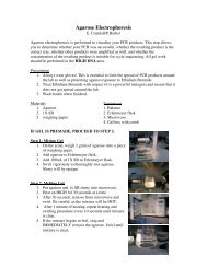 Running an Agarose Gel