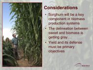 Breeding sorghum for renewables â Dr. Bill Rooney, Texas A&M ...