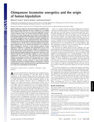 Chimpanzee locomotor energetics and the origin of human bipedalism