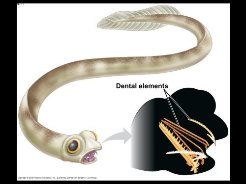 vertebrates