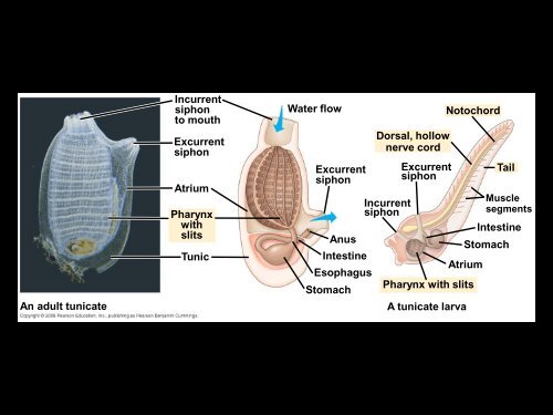 vertebrates