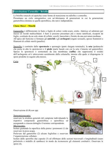 Esercitazioni: Muschi e Pteridofite