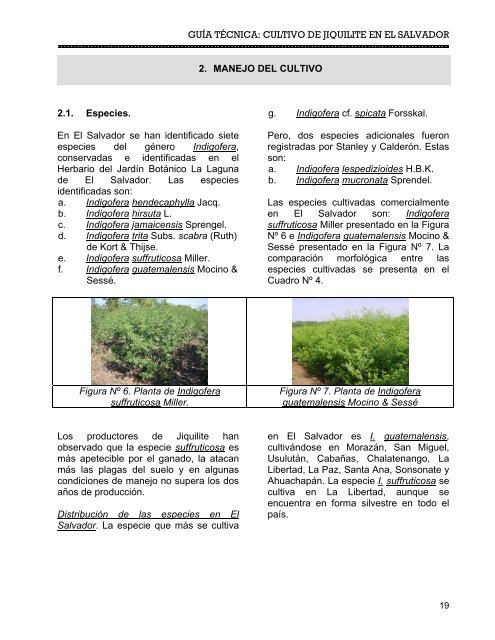 GuÃ­a TÃ©cnica: Cultivo de Jiquilite (Indigofera spp.) en El Salvador