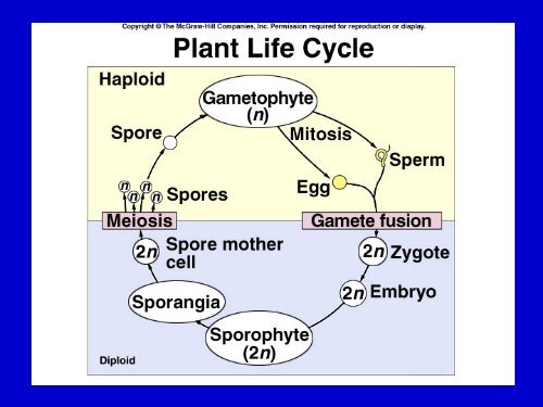 Plant Diversity.pdf