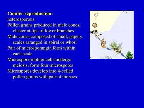 Plant Diversity.pdf