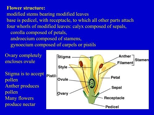 Plant Diversity.pdf