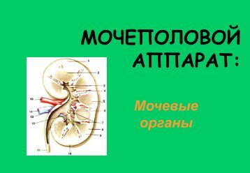 ÐÐ¾ÑÐµÐ¿Ð¾Ð»Ð¾Ð²Ð¾Ð¹ Ð°Ð¿Ð¿Ð°ÑÐ°Ñ (Ð¼Ð¾ÑÐµÐ²ÑÐµ Ð¾ÑÐ³Ð°Ð½Ñ)