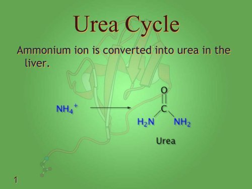 Lecture 10 - Protein Turnover and Amino Acid Catabolism