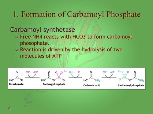 Lecture 10 - Protein Turnover and Amino Acid Catabolism