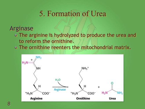 Lecture 10 - Protein Turnover and Amino Acid Catabolism