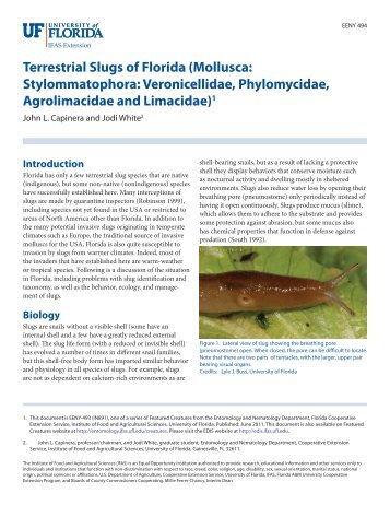 Slugs - Terrestrial - Manatee County Extension Office - University of ...