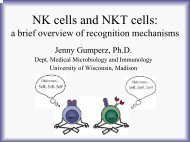 NK cells and NKT cells: a brief overview of molecular recognition ...