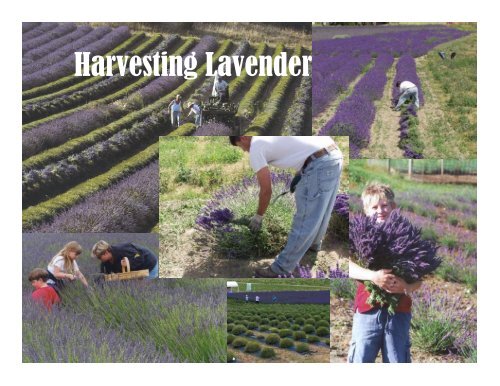 Lavender Harvesting