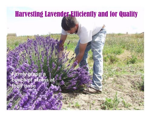 Lavender Harvesting