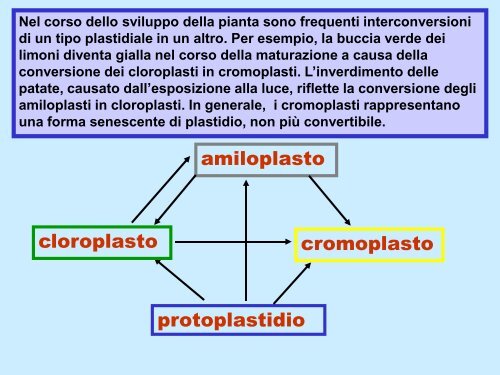 Cellula vegetale