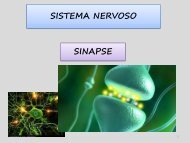 SISTEMA NERVOSO SINAPSE