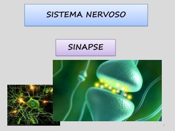 SISTEMA NERVOSO SINAPSE