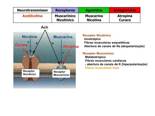 Receptor