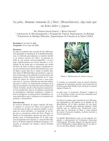 La piña, Ananas comosus (L.) Merr. (Bromeliaceae), algo m ... - Uam