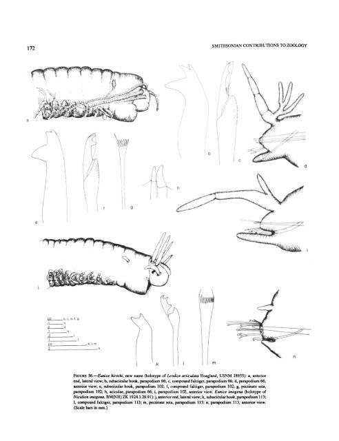 A Review of the Genus Eunice - Smithsonian Institution Libraries