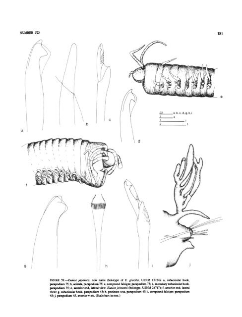 A Review of the Genus Eunice - Smithsonian Institution Libraries