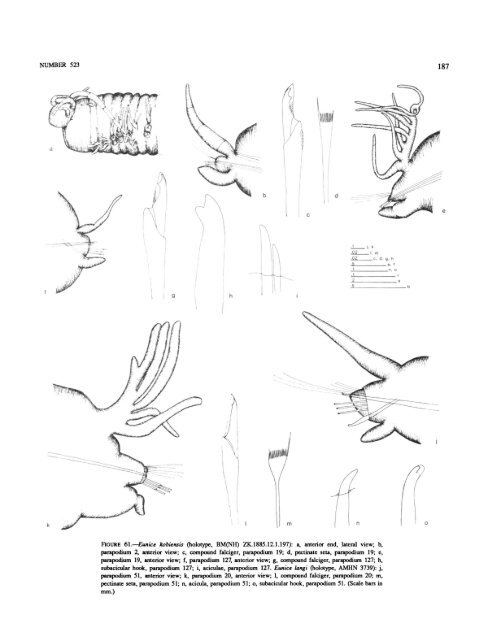 A Review of the Genus Eunice - Smithsonian Institution Libraries