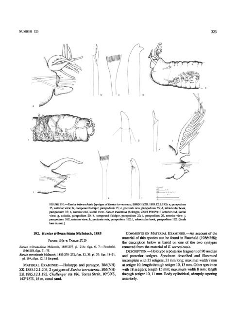 A Review of the Genus Eunice - Smithsonian Institution Libraries