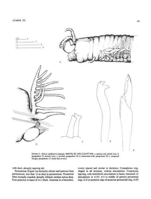 A Review of the Genus Eunice - Smithsonian Institution Libraries