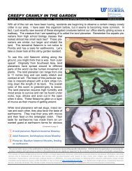 Land Planarian Flatworm - Charlotte County Cooperative Extension