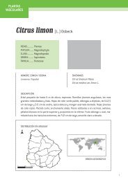 Citrus limon (L.) Osbeck