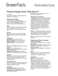 Petunia Hedge Serie Tidal Wave™ - PanAmerican Seed