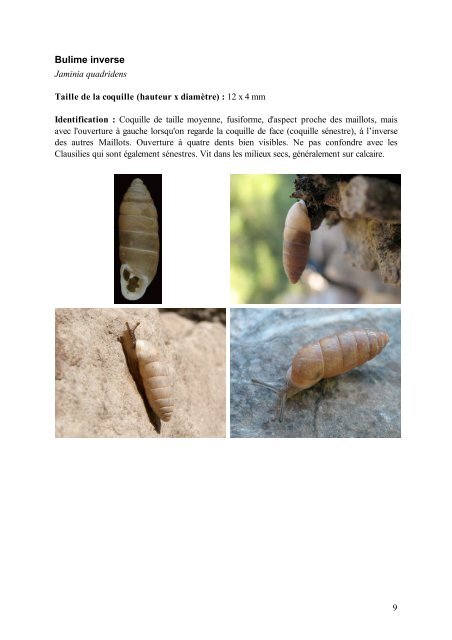 Mini-guide d'identification des escargots et des limaces de l ...