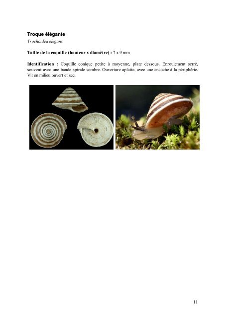 Mini-guide d'identification des escargots et des limaces de l ...