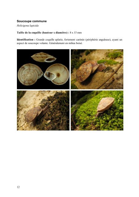 Mini-guide d'identification des escargots et des limaces de l ...