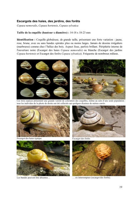 Mini-guide d'identification des escargots et des limaces de l ...