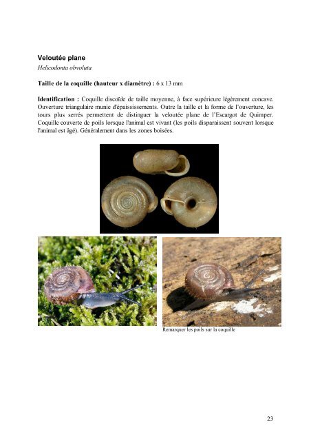 Mini-guide d'identification des escargots et des limaces de l ...