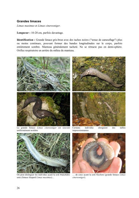 Mini-guide d'identification des escargots et des limaces de l ...