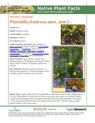 Shrubby cinquefoil - Native Plants - Michigan State University