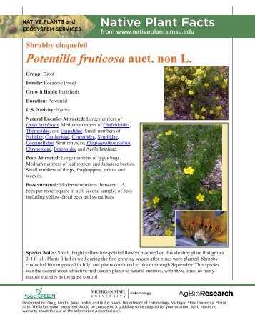 Shrubby cinquefoil - Native Plants - Michigan State University