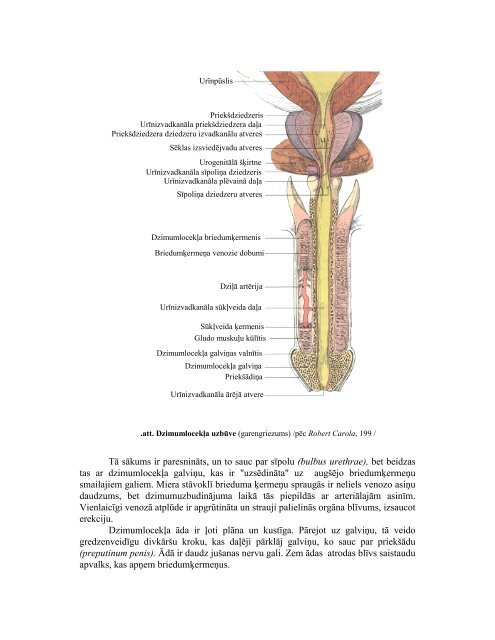 Dzimumorganu sistema