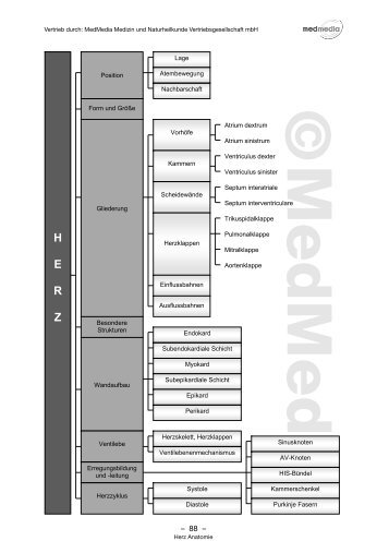 Auszug Anatomie Herz - Home - ausbildung-medizin-heilpraktiker.de