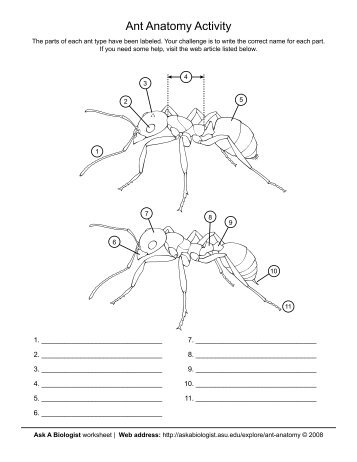 Ask A Biologist - Ant Anatomy Activity - Coloring Page Worksheet