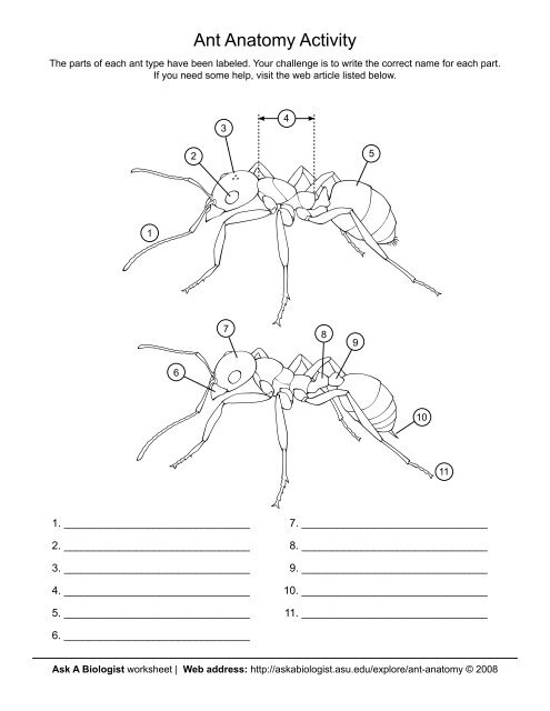 Ask A Biologist - Ant Anatomy Activity - Coloring Page Worksheet