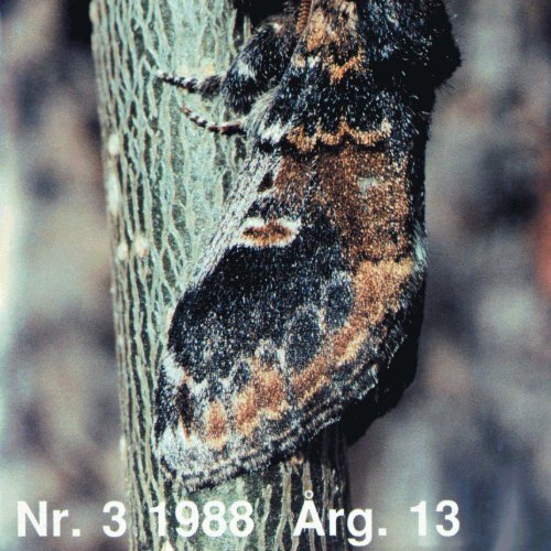 Insekt-Nytt nr. 3 - Norsk entomologisk forening