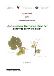 âDer steirische Sauvignon Blanc auf dem Weg zur Weltspitzeâ