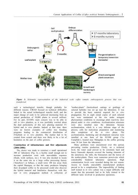 Advances in Somatic embryogenesis of Trees and Its - IUFRO