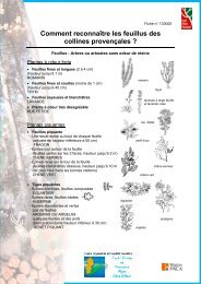 Comment reconnaître les feuillus des collines provençales