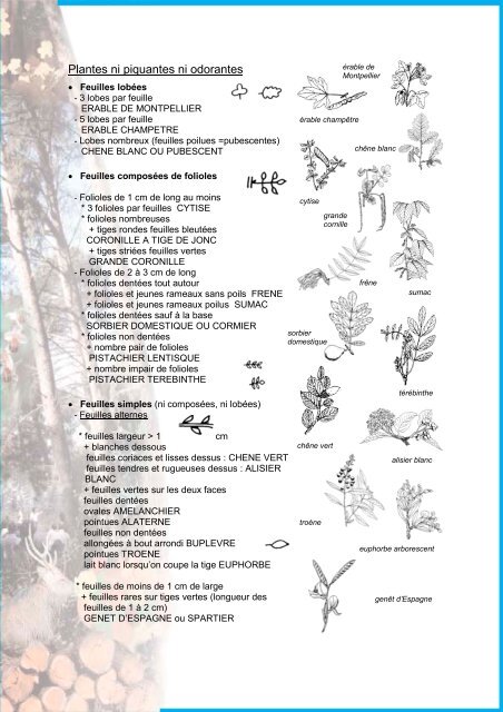 Comment reconnaître les feuillus des collines provençales