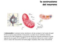 anatomia del neurone - CPRG