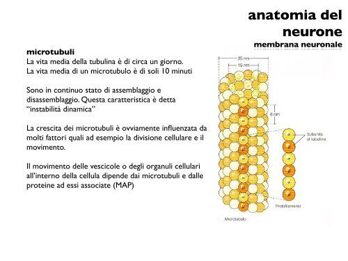 anatomia del neurone - CPRG